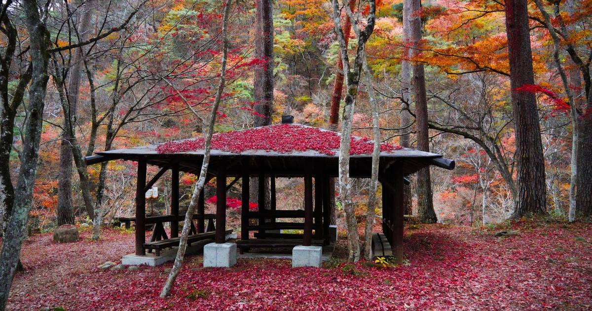 Autumn leaves around a forest hut in Kofu, Japan