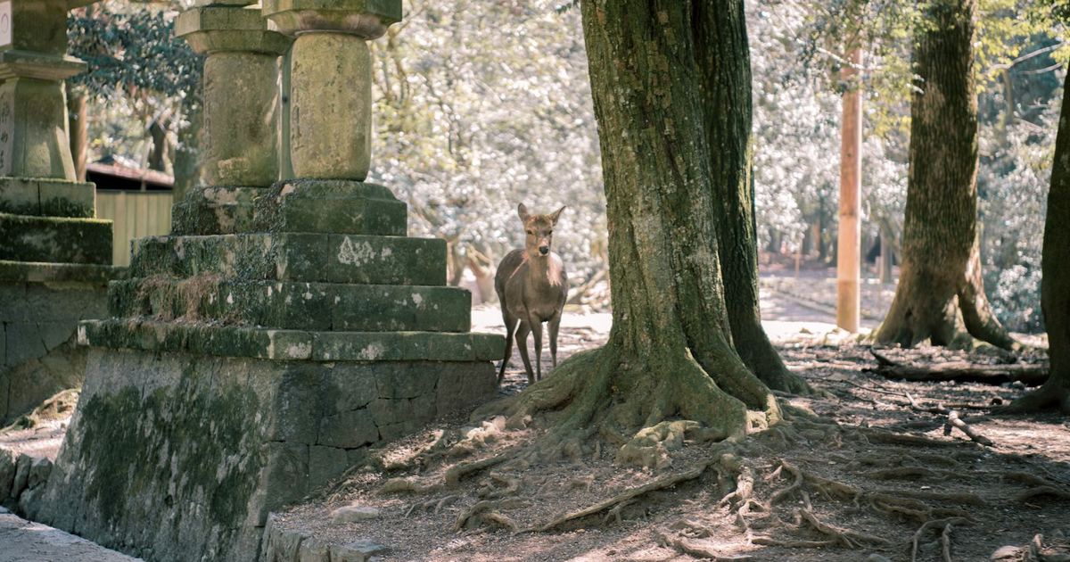 A deer among stone lanterns in Nara Park, Japan